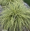 Carex oshimensis 'Evergold '/ turzyca oszimska