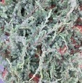 Juniperus conferta 'Schlager' / jałowiec nadbrzeżny