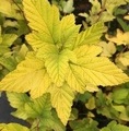 Physocarpus opulifolius 'Dart's Gold' / pęchęrznica kalinolistna