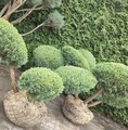 Juniperus virginiana 'Hetz' / jałowiec wirginijski