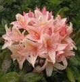 Azalea wielkokwiatowa 'Chanel' / azalia