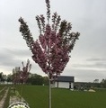 Prunus serrulata 'Kanzan' / wiśnia piłkowana