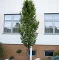 Carpinus betulus 'Fastigiata' / grab pospolity