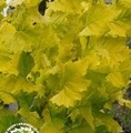 Ulmus hollandica 'Wredei' / wiąz holenderski