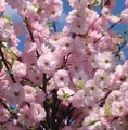 Prunus triloba / migdałek trójklapowy 