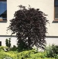 Fagus sylvatica 'Rohan Weeping' / buk zwyczajny