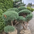 Pinus sylvestris 'Watereri' / sosna zwyczajna