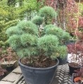 Pinus sylvestris 'Watereri' / sosna zwyczajna