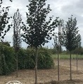 Tilia cordata 'Rancho' / lipa drobnolistna