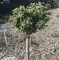 Euonymus fortunei 'Emerald Gaiety' / trzmielina Fortune’a / trzmielina pnąca