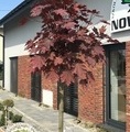 Acer platanoides 'Purple Globe' / klon zwyczajny