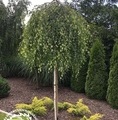 Betula pendula 'Youngii' / brzoza brodawkowata