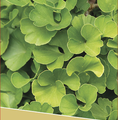Gingko biloba 'Mariken' / miłorząb dwuklapowy