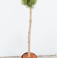 Pinus heldreichii 'Smidtii' / sosna bośniacka