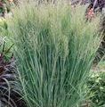 Panicum virgatum 'Northwind' / proso rózgowate