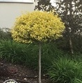 Euonymus fortunei 'Emerald'n Gold' / trzmielina Fortune’a / trzmielina pnąca