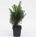 Taxus media 'Hicksii' / cis pośredni