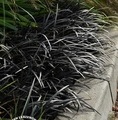Ophiopogon planiscapus 'Nigrescens' / konwalnik płąskopędowy
