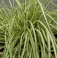 Carex oshimensis 'Maxigold' / turzyca oszimska