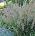 Calamagrostis brachytricha / trzcinnik ostrokwiatowy