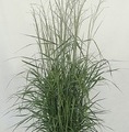 Panicum virgatum 'Prairie Sky' / proso rózgowate