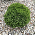 Thuja occidentalis 'Danica' / żywotnik zachodni