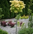 Acer platanoides 'Golden Globe' / klon zwyczajny