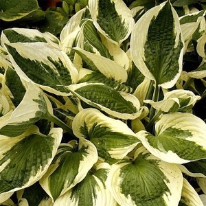 Hosta 'Patriot'/funkia
