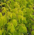 Acer negundo 'Kelly's Gold'