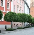 Acer platanoides 'Globosum' / klon zwyczajny Globosum