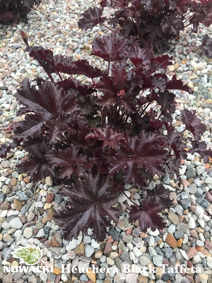 Heuchera hybrida 'Black Taffeta' / żurawkaNowacki - szkółka drzew i ...