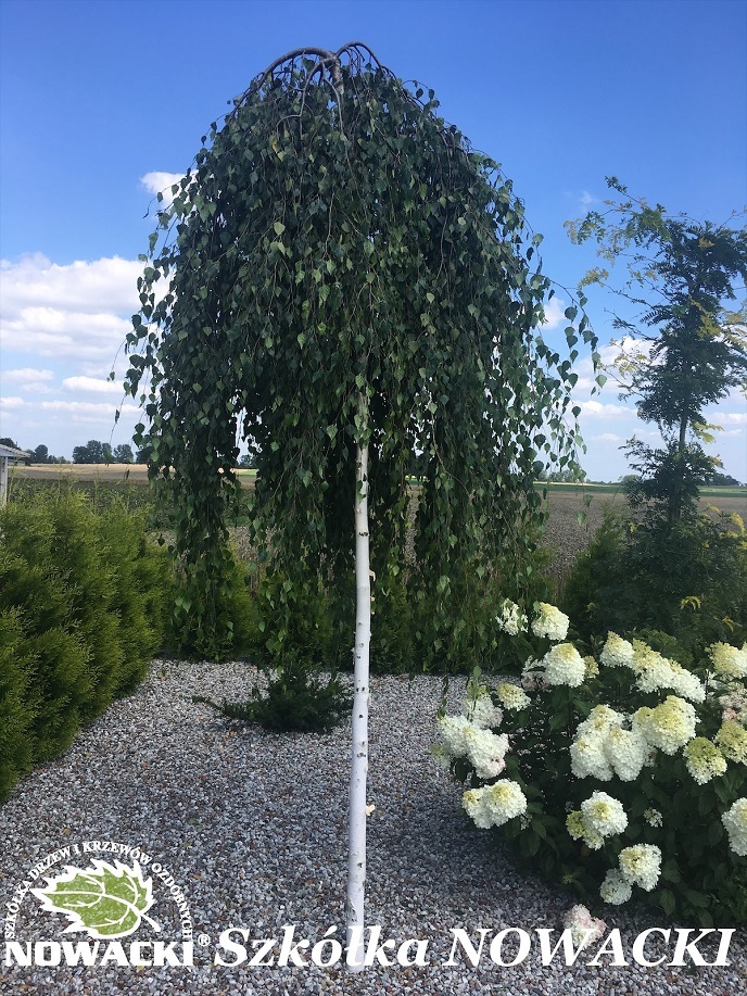 Betula Pendula Youngii Brzoza Brodawkowata Drzewa Nowacki betula-pendula-youngii-brzoza-brodawkowata-drzewa-nowacki