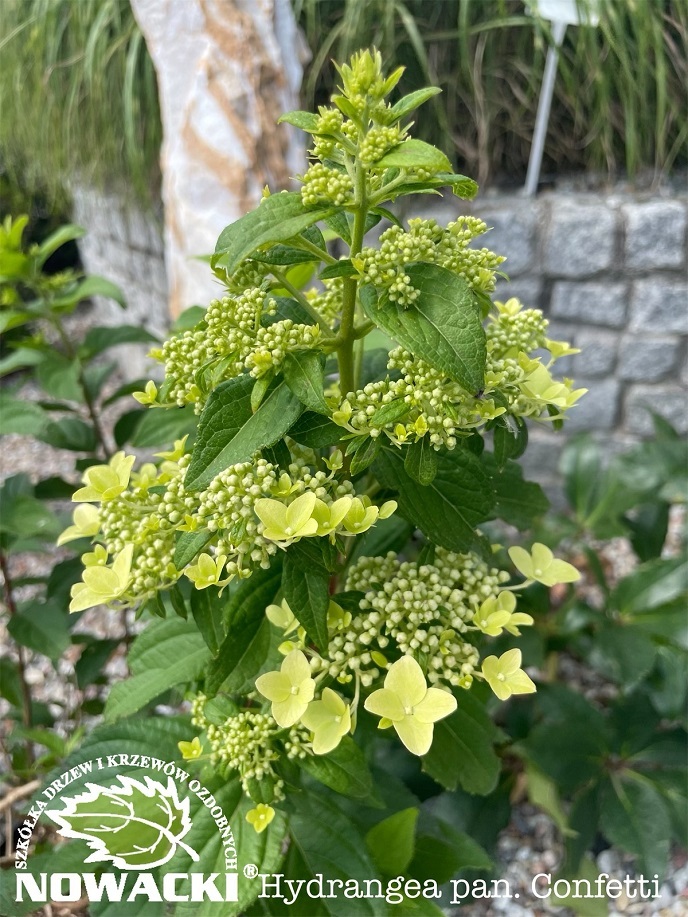 Hydrangea paniculata 'Confetti'® / hortensja bukietowaNowacki szkółka