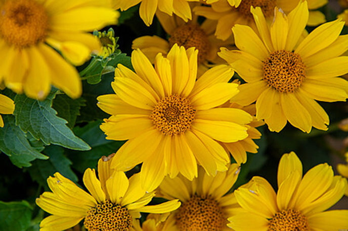 Słoneczniczek szorstki