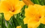 Liliowce
