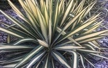 Yucca