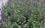 Salvia