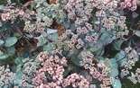 Sedum