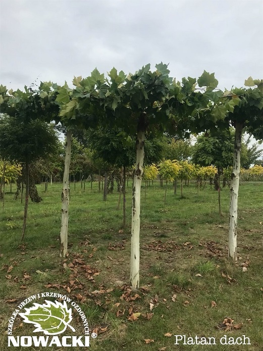 Platanus hispanica - DACH / platan klonolistny