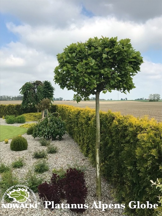 Platanus acerifolia 'Alphen's Globe' / platan klonolistny