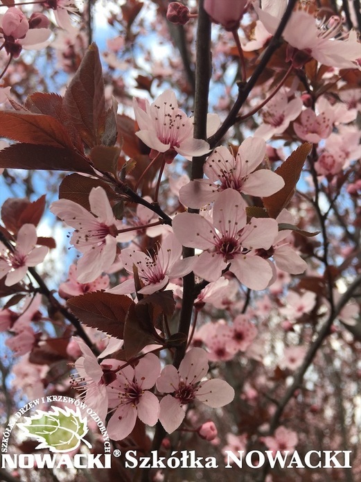 Prunus cerasifera 'Pissardii' / śliwa wiśniowa