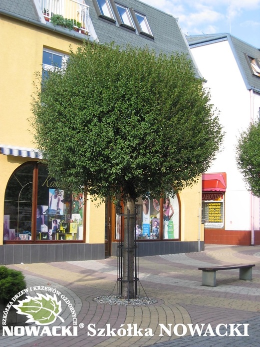 Prunus eminens 'Umbraculifera' / wiśnia osobliwa