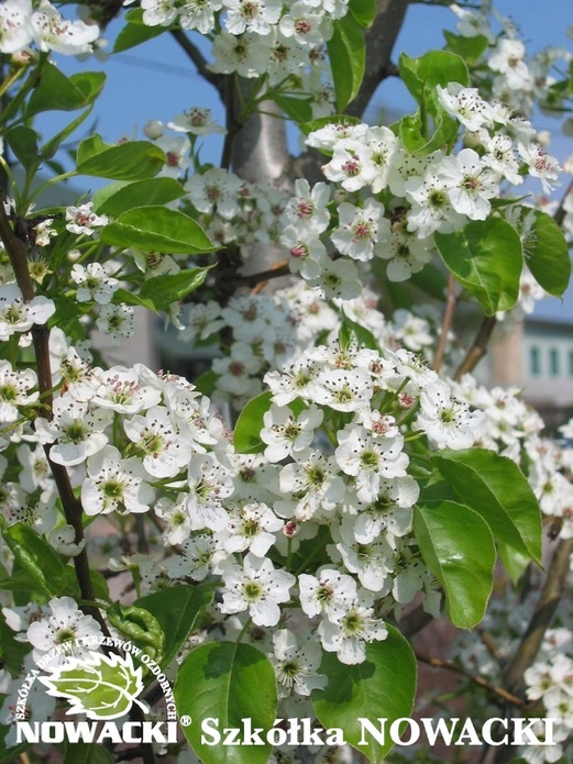 Pyrus calleryana 'Chanticleer' / grusza drobnoowocowa