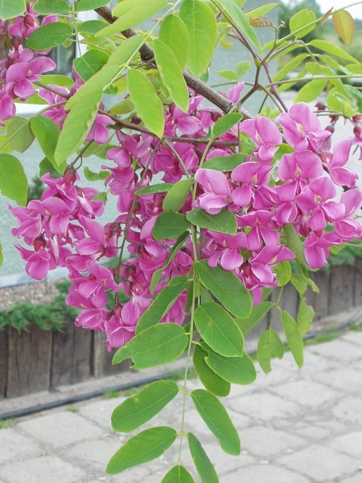 Robinia hispida 'Macrophylla' / akacja szczeciniasta
