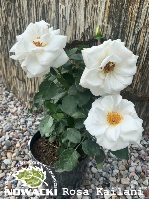 Rosa Kailani TM Castle®Poulpal / róża rabatowa
