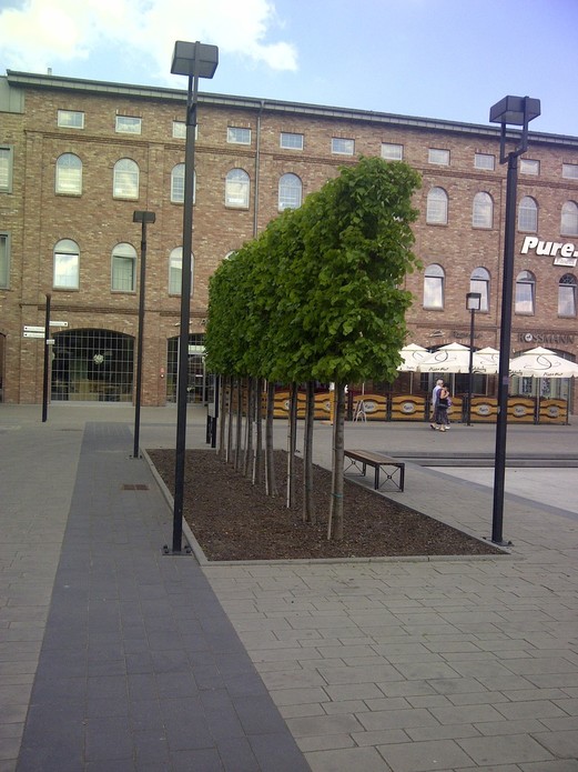 Tilia europaea 'Pallida' (SZPALER)