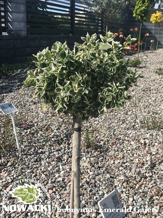 Euonymus fortunei 'Emerald Gaiety' / trzmielina pnąca