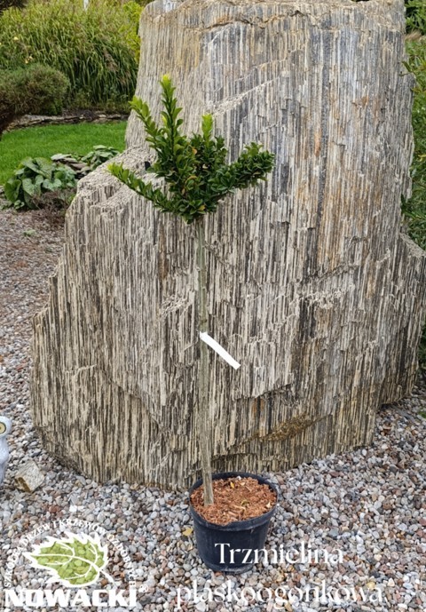 Euonymus planipes / trzmielina płaskoogonkowa