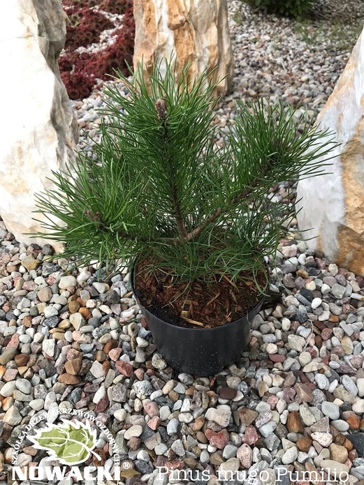 Pinus mugo 'Pumilio' / sosna górska / kosodrzewina