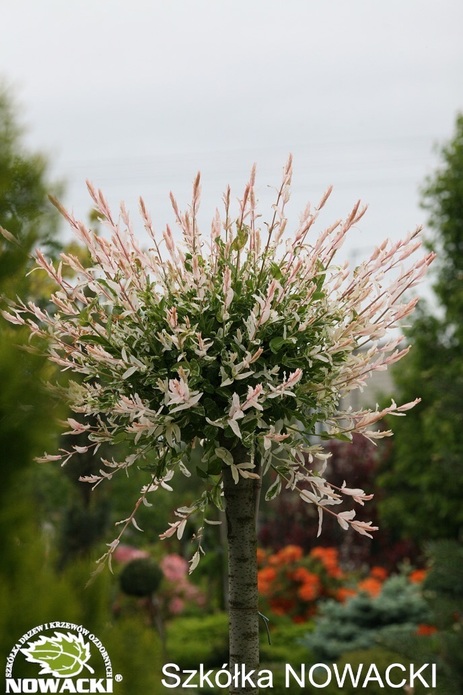 Salix integra 'Hakuro-Nishiki' H / wierzba całolistna / wierzba japońska